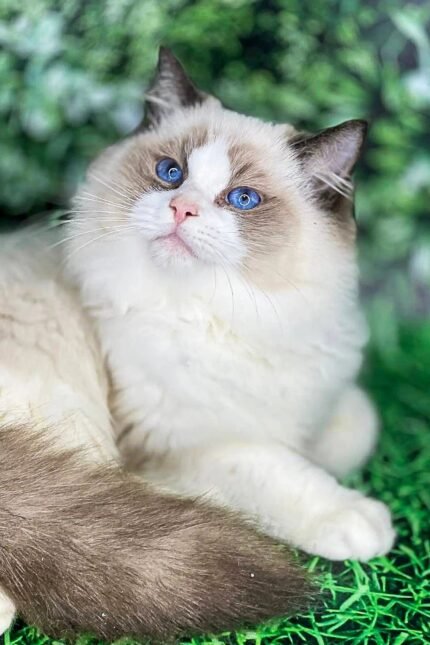 Sonat | Ragdoll Kitten