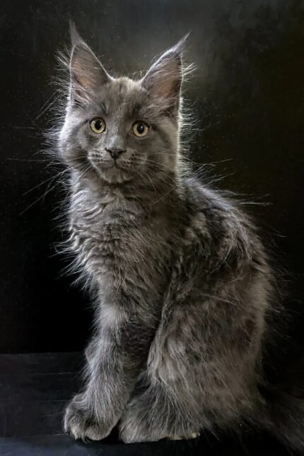 Tarius | Maine Coon Kitten