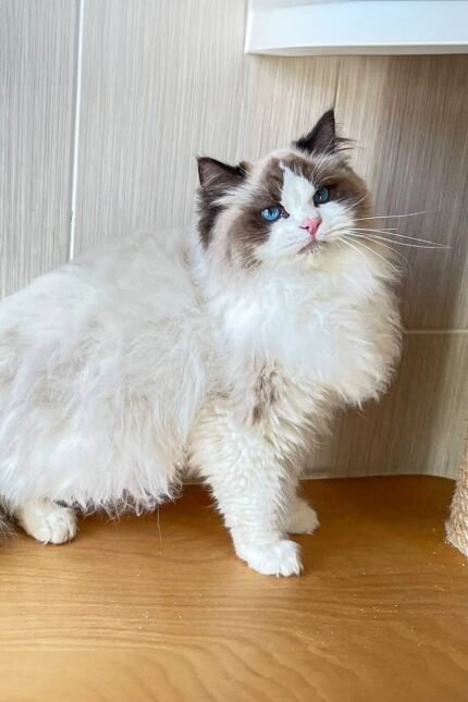 Tidy | Ragdoll Kitten