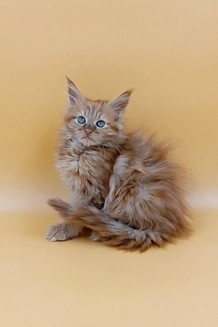 Tim | Maine Coon Kitten