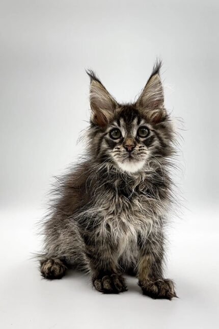 Vevch | Maine Coon Kitten