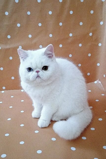 Viking | Exotic Shorthair Kitten
